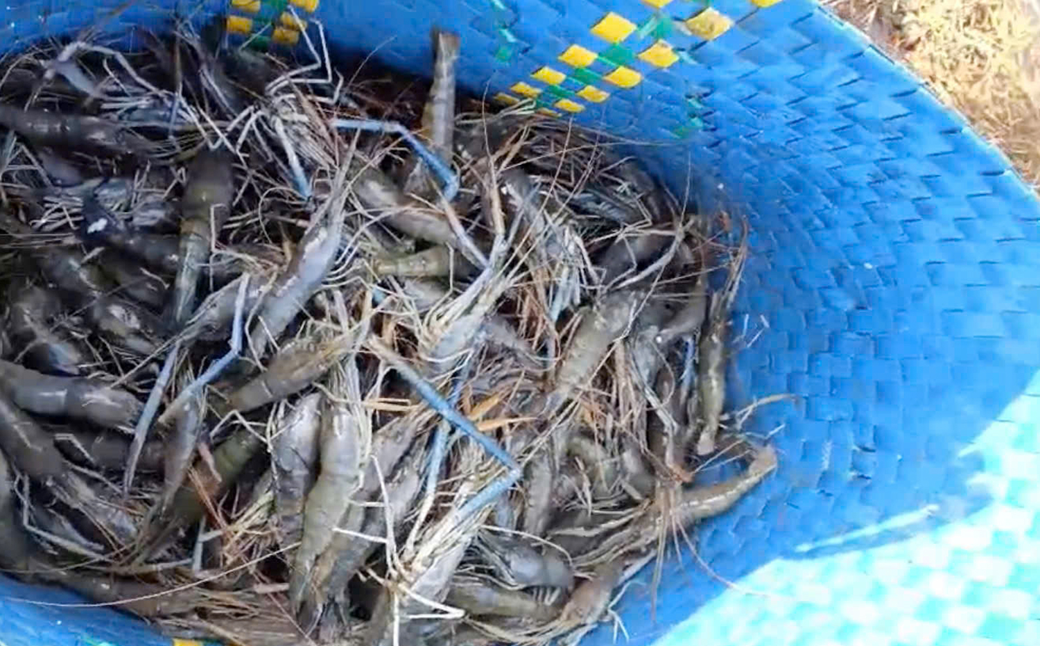 Trúng mùa tôm – lúa, nông dân miền Tây rủ nhau đi du lịch - 14