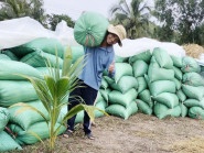 Trúng mùa tôm – lúa, nông dân miền Tây rủ nhau đi du lịch