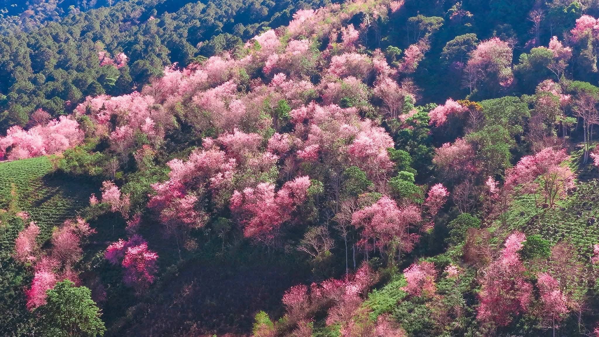 Loạt chương trình hấp dẫn tại Lễ hội Mai anh đào Đà Lạt - 2