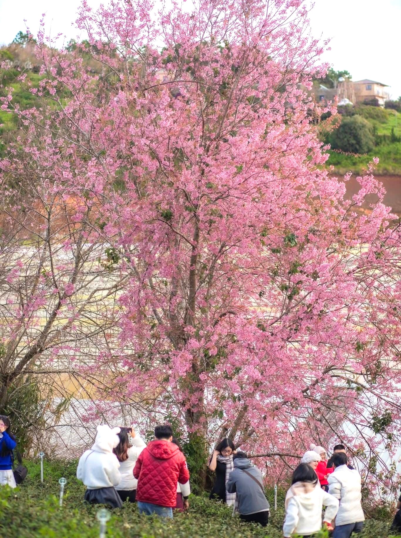 Loạt chương trình hấp dẫn tại Lễ hội Mai anh đào Đà Lạt - 4