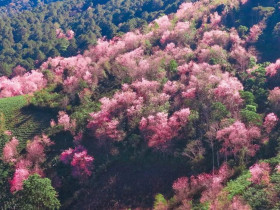  - Loạt chương trình hấp dẫn tại Lễ hội Mai anh đào Đà Lạt