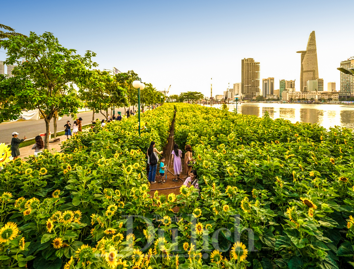 Gần Tết, vườn hoa hướng dương nở rực rỡ bên sông Sài Gòn - 1