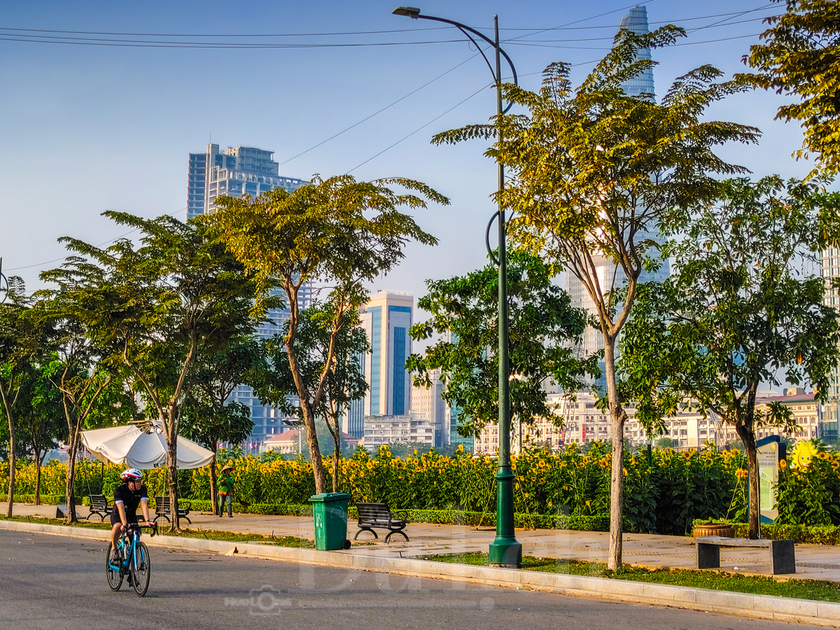 Gần Tết, vườn hoa hướng dương nở rực rỡ bên sông Sài Gòn - 15