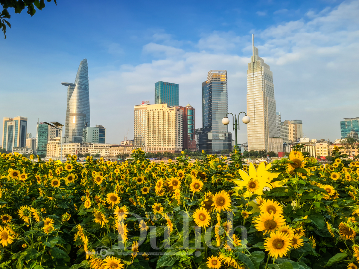 Gần Tết, vườn hoa hướng dương nở rực rỡ bên sông Sài Gòn - 3