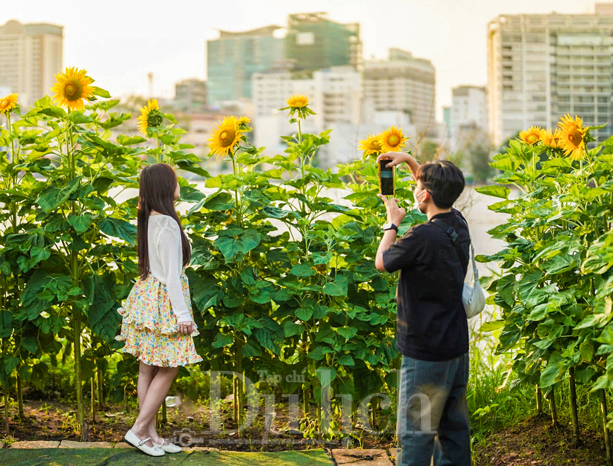 Gần Tết, vườn hoa hướng dương nở rực rỡ bên sông Sài Gòn - 11