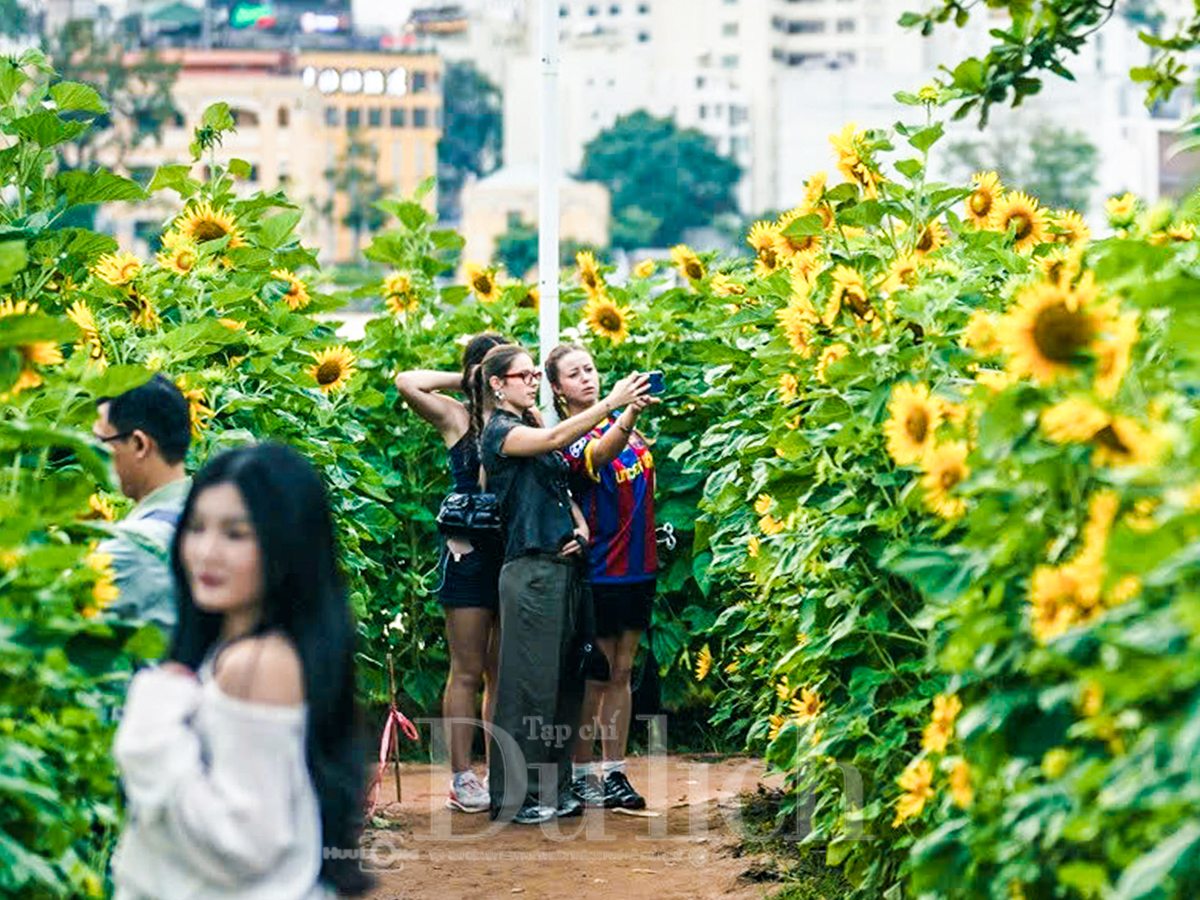 Gần Tết, vườn hoa hướng dương nở rực rỡ bên sông Sài Gòn - 12