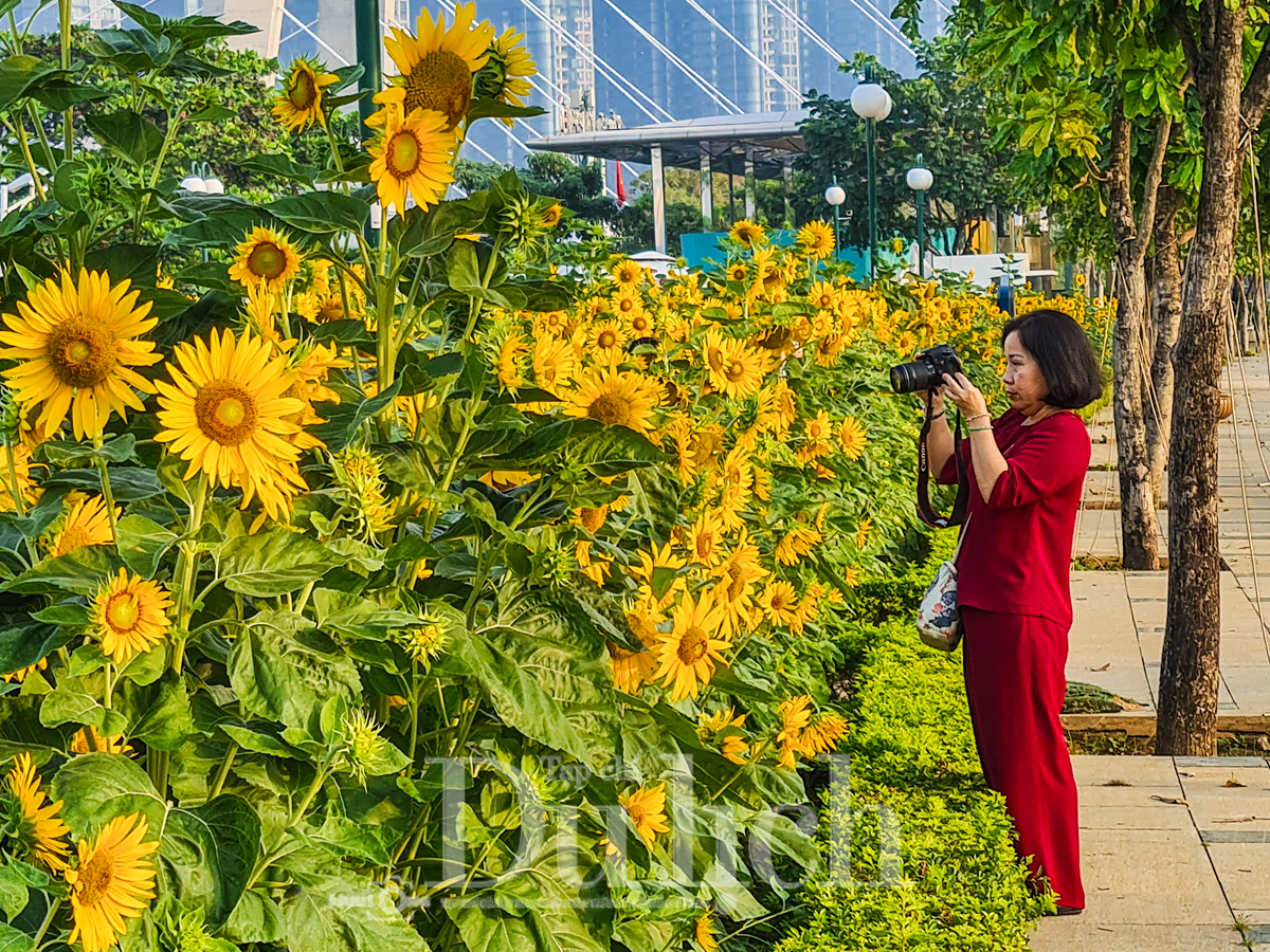 Gần Tết, vườn hoa hướng dương nở rực rỡ bên sông Sài Gòn - 8