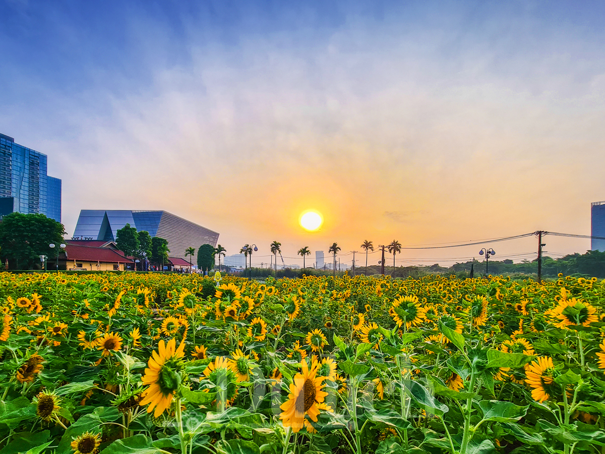 Gần Tết, vườn hoa hướng dương nở rực rỡ bên sông Sài Gòn - 5