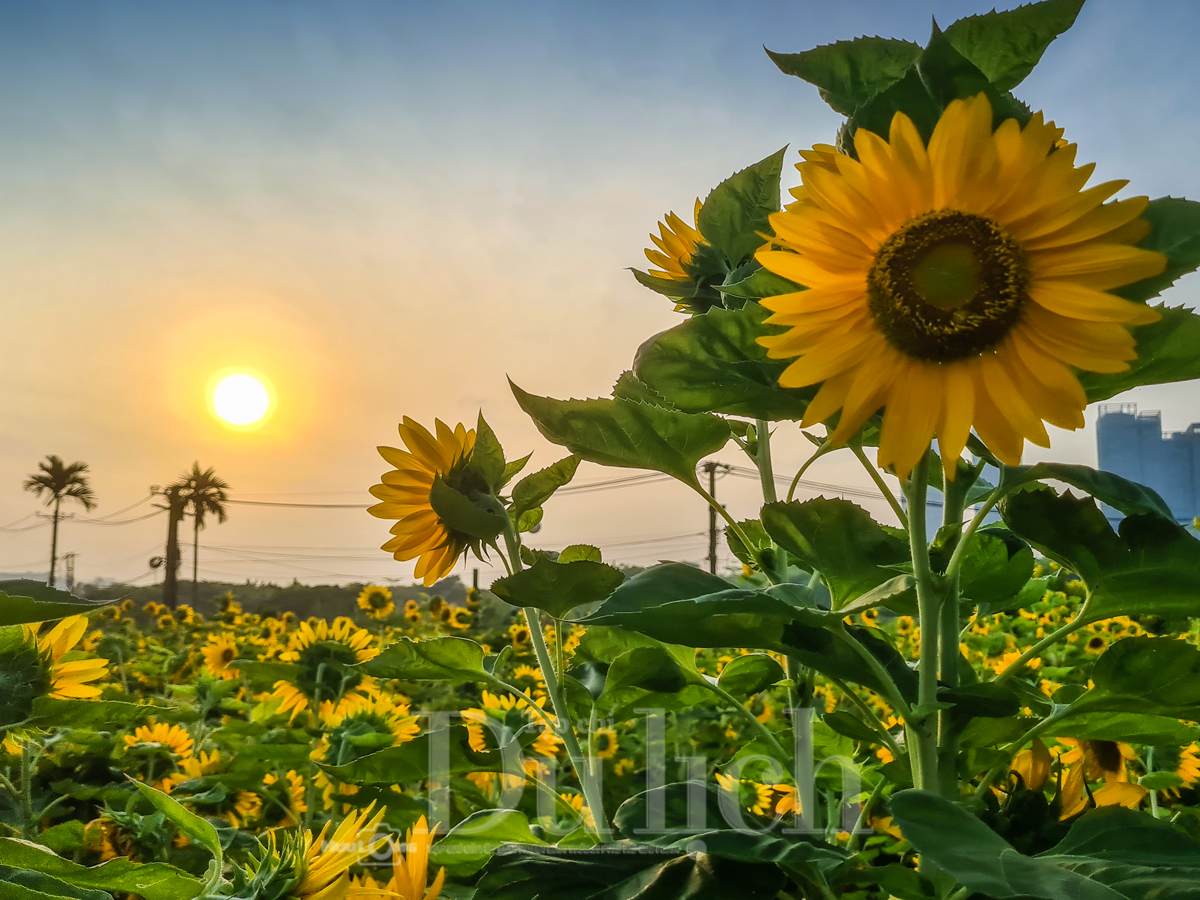 Gần Tết, vườn hoa hướng dương nở rực rỡ bên sông Sài Gòn - 2