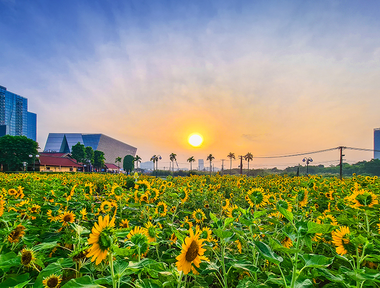 Gần Tết, vườn hoa hướng dương nở rực rỡ bên sông Sài Gòn