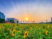 Gần Tết, vườn hoa hướng dương nở rực rỡ bên sông Sài Gòn