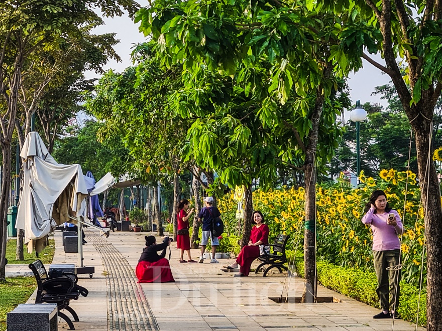 Gần Tết, vườn hoa hướng dương nở rực rỡ bên sông Sài Gòn - 14