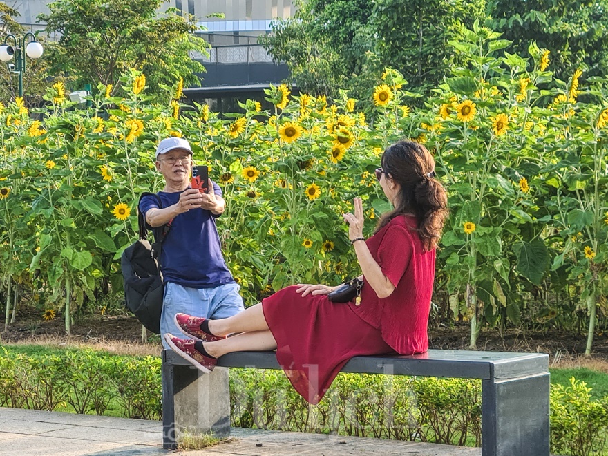 Gần Tết, vườn hoa hướng dương nở rực rỡ bên sông Sài Gòn - 10