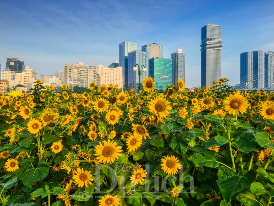 Gần Tết, vườn hoa hướng dương nở rực rỡ bên sông Sài Gòn - 16