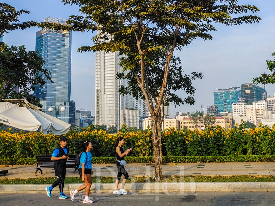 Gần Tết, vườn hoa hướng dương nở rực rỡ bên sông Sài Gòn - 7