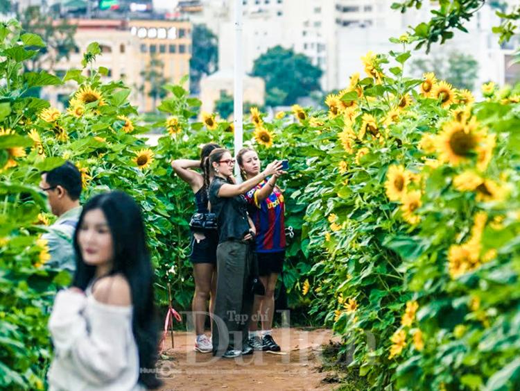 Gần Tết, vườn hoa hướng dương nở rực rỡ bên sông Sài Gòn