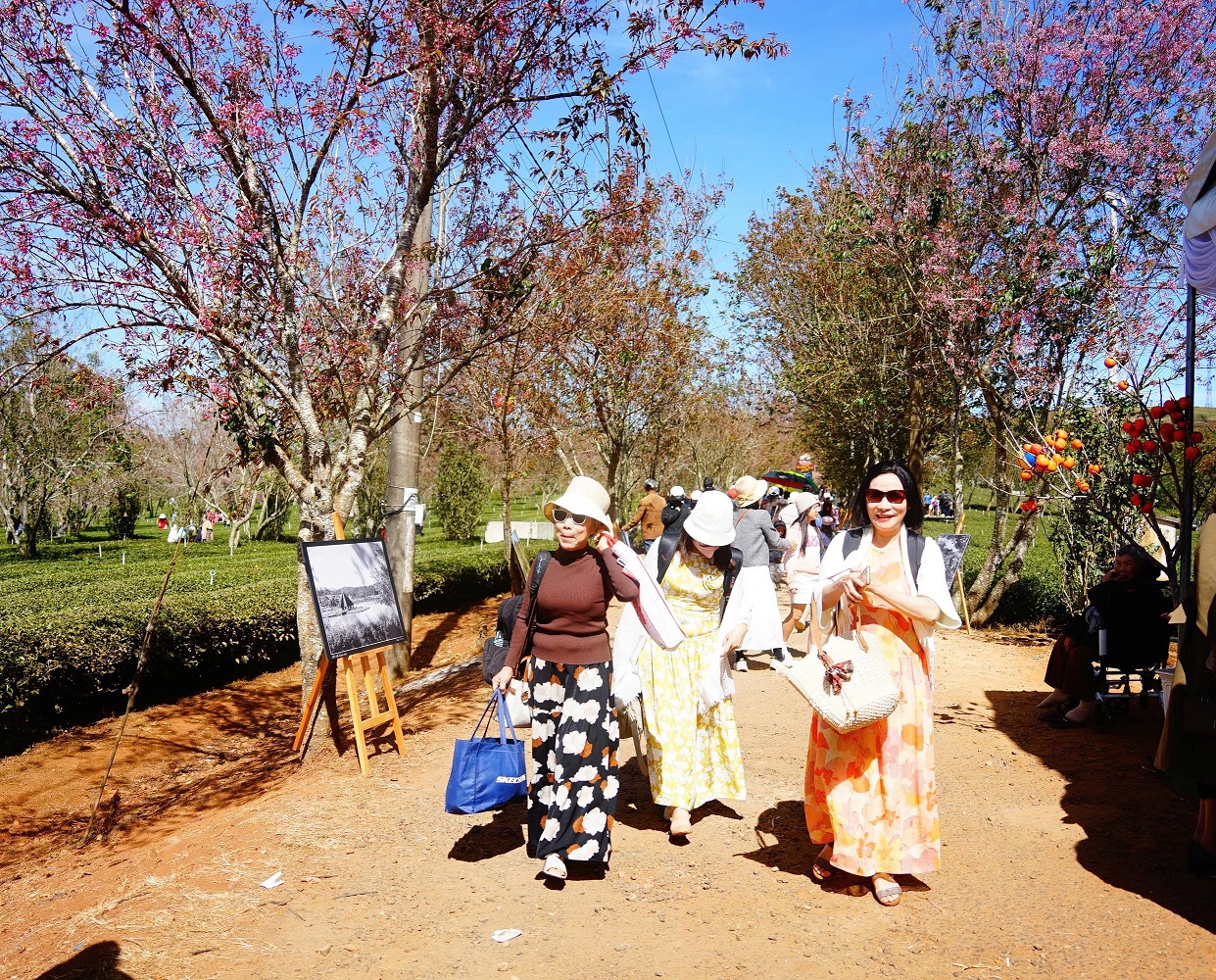 Mai anh đào bung nở rực hồng vùng trà Cầu Đất ở Đà Lạt - 1