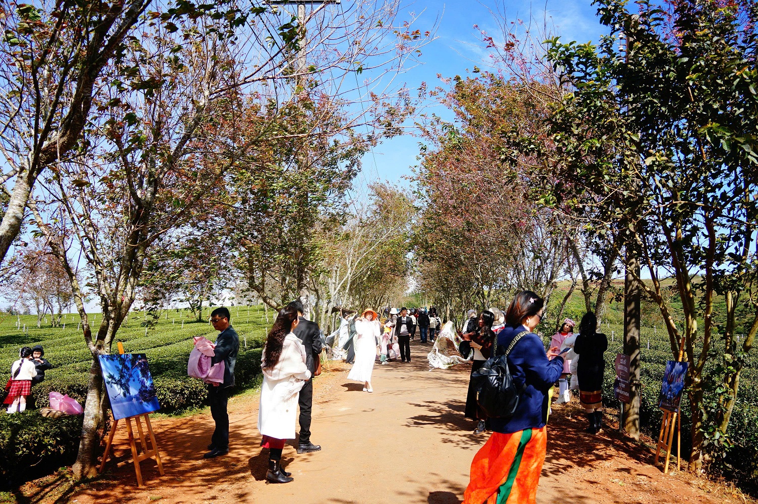 Mai anh đào bung nở rực hồng vùng trà Cầu Đất ở Đà Lạt - 2