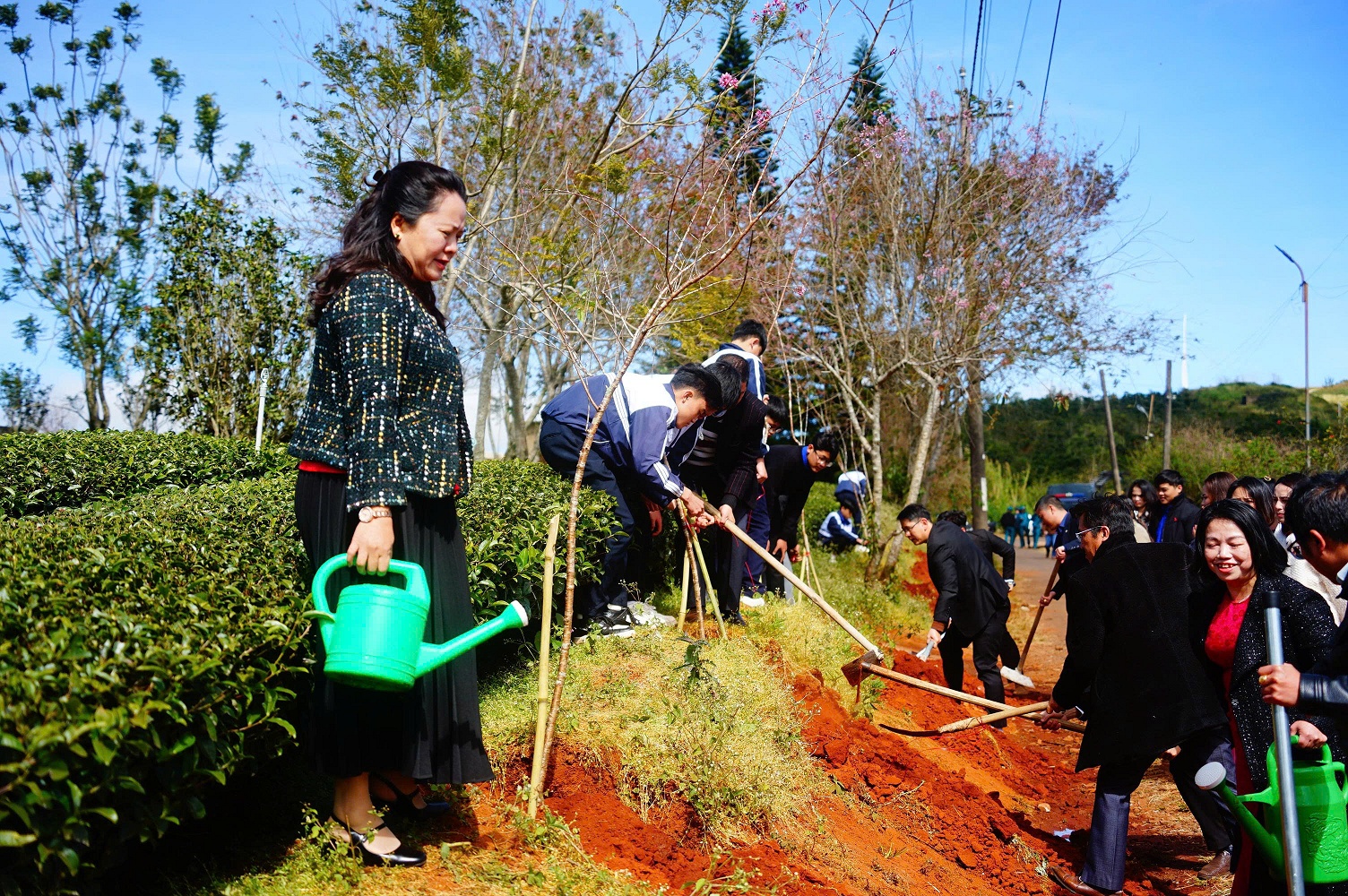 Mai anh đào bung nở rực hồng vùng trà Cầu Đất ở Đà Lạt - 4