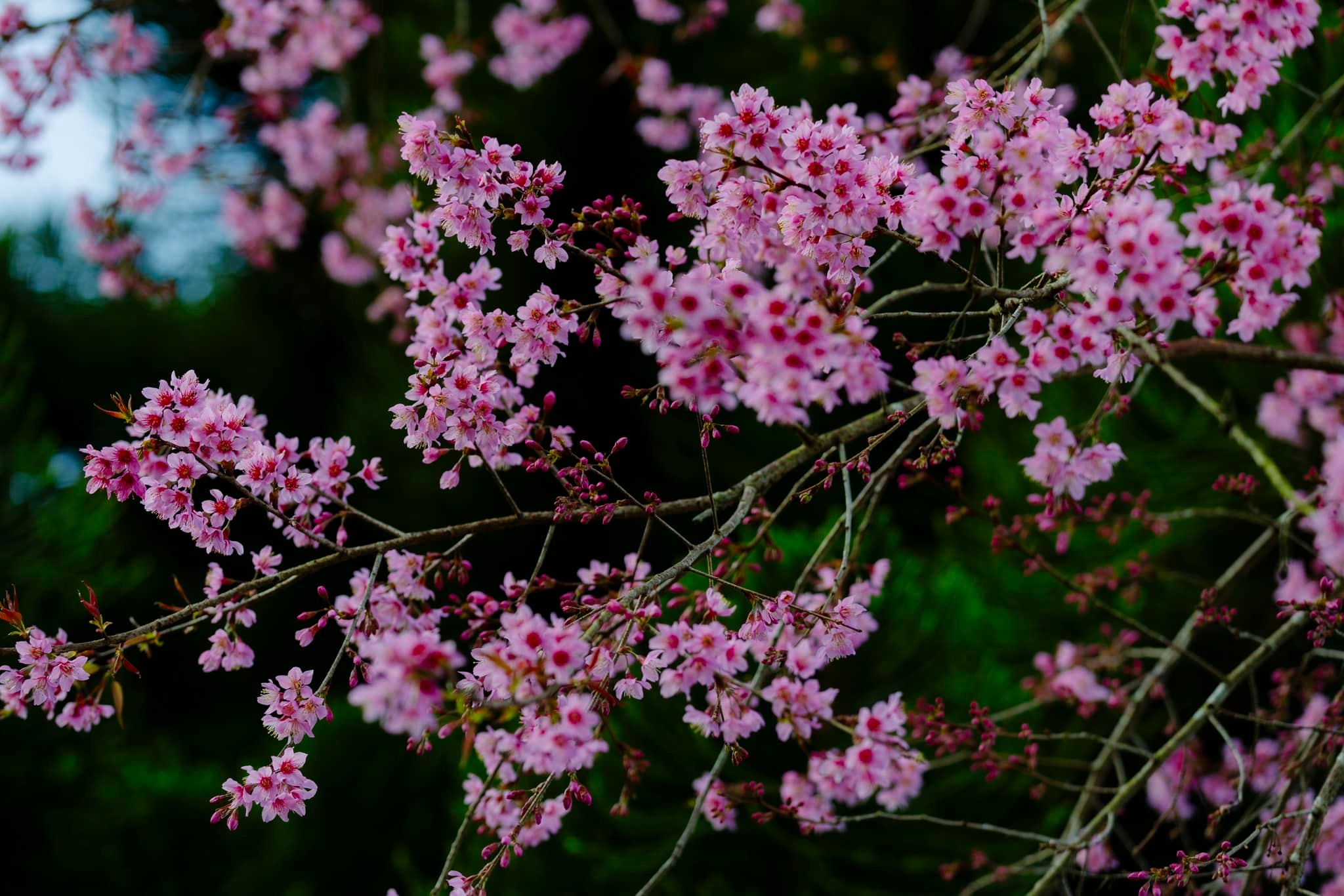 Mai anh đào bung nở rực hồng vùng trà Cầu Đất ở Đà Lạt - 5