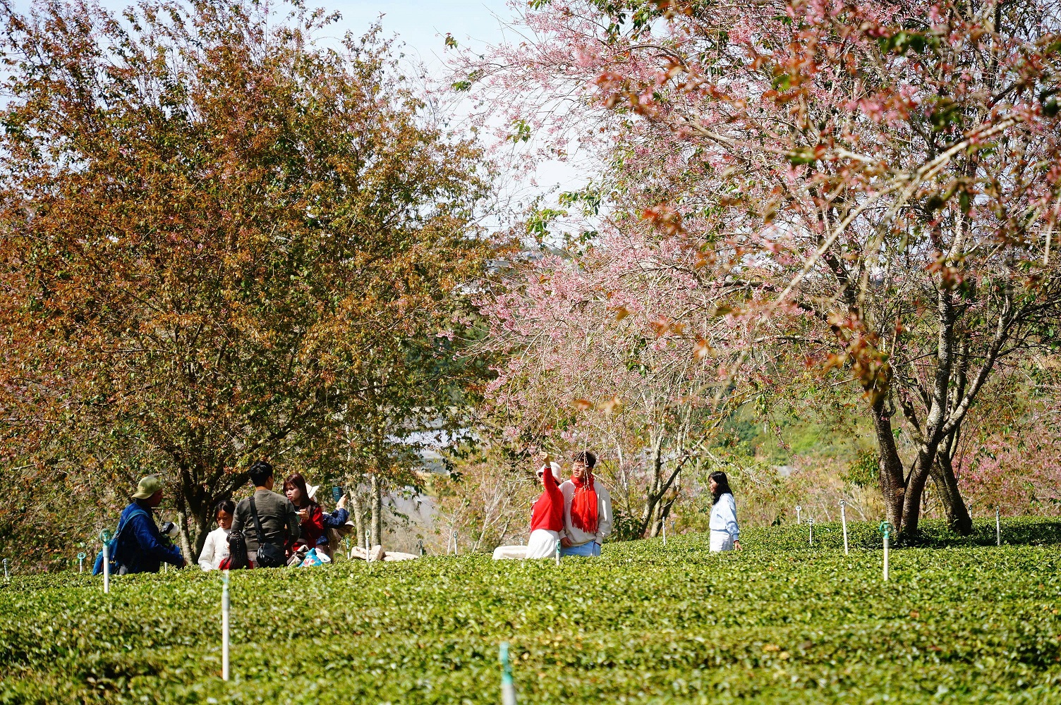 Mai anh đào bung nở rực hồng vùng trà Cầu Đất ở Đà Lạt - 6