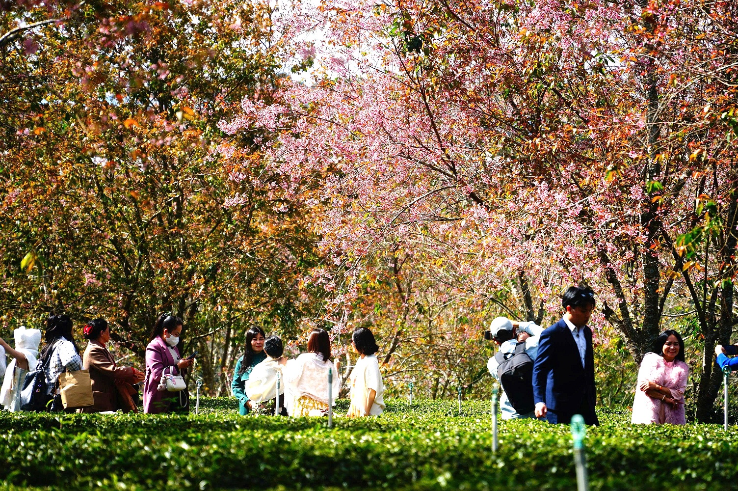 Mai anh đào bung nở rực hồng vùng trà Cầu Đất ở Đà Lạt - 7