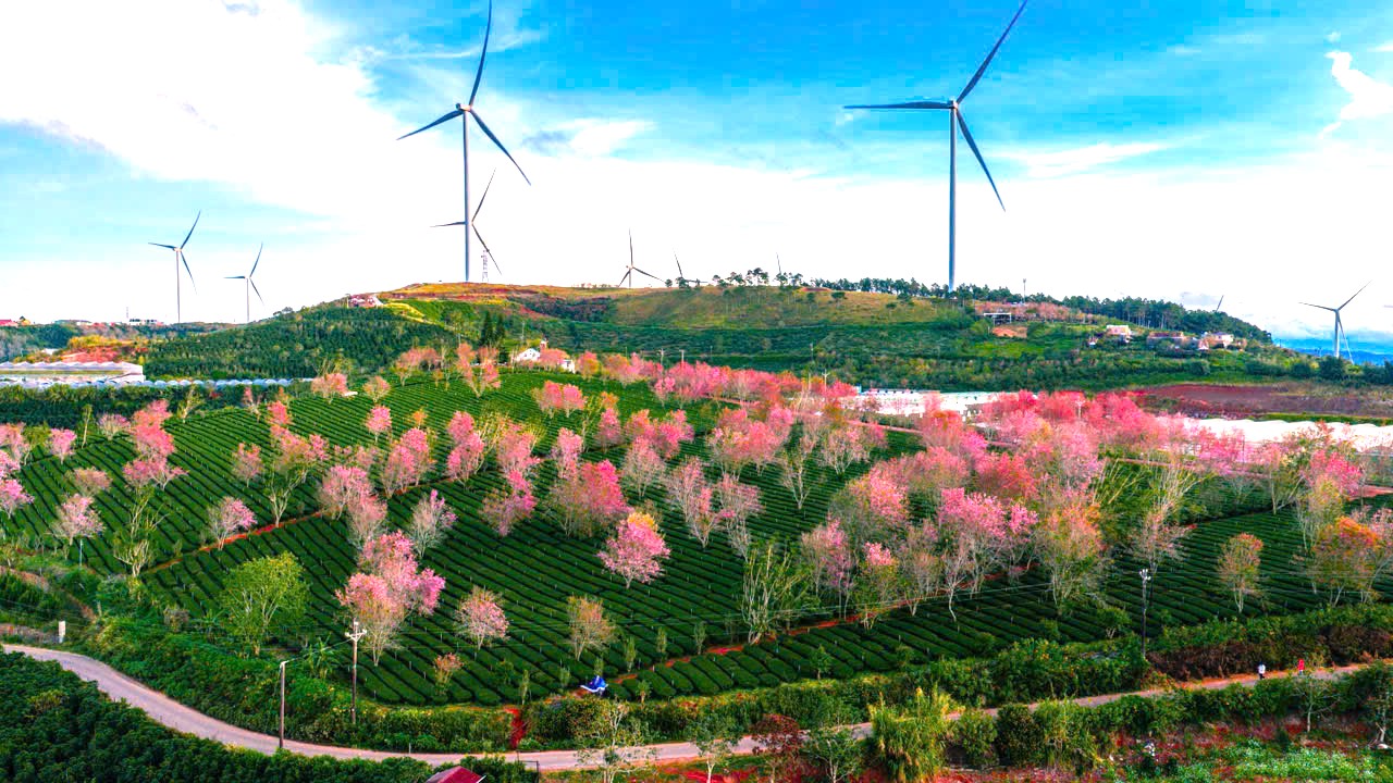 Mai anh đào bung nở rực hồng vùng trà Cầu Đất ở Đà Lạt - 9