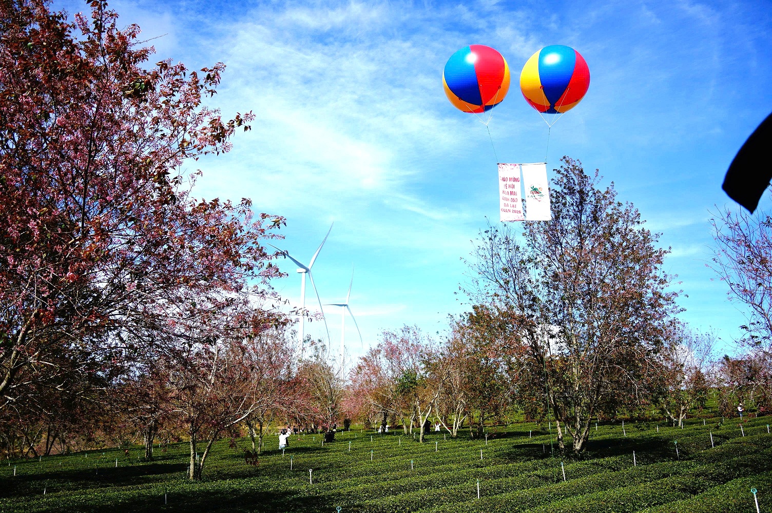 Mai anh đào bung nở rực hồng vùng trà Cầu Đất ở Đà Lạt - 10