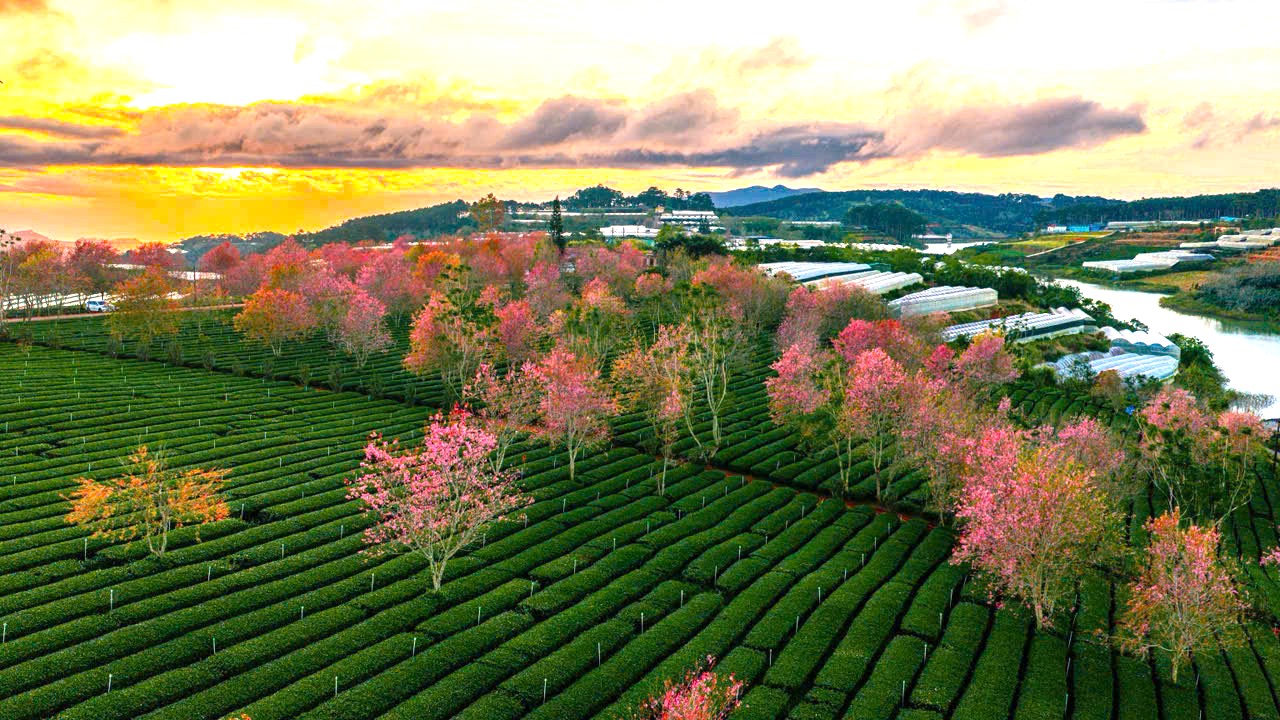 Mai anh đào bung nở rực hồng vùng trà Cầu Đất ở Đà Lạt - 11