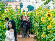 Gần Tết, vườn hoa hướng dương nở rực rỡ bên sông Sài Gòn