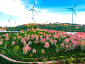  - Mai anh đào bung nở rực hồng vùng trà Cầu Đất ở Đà Lạt