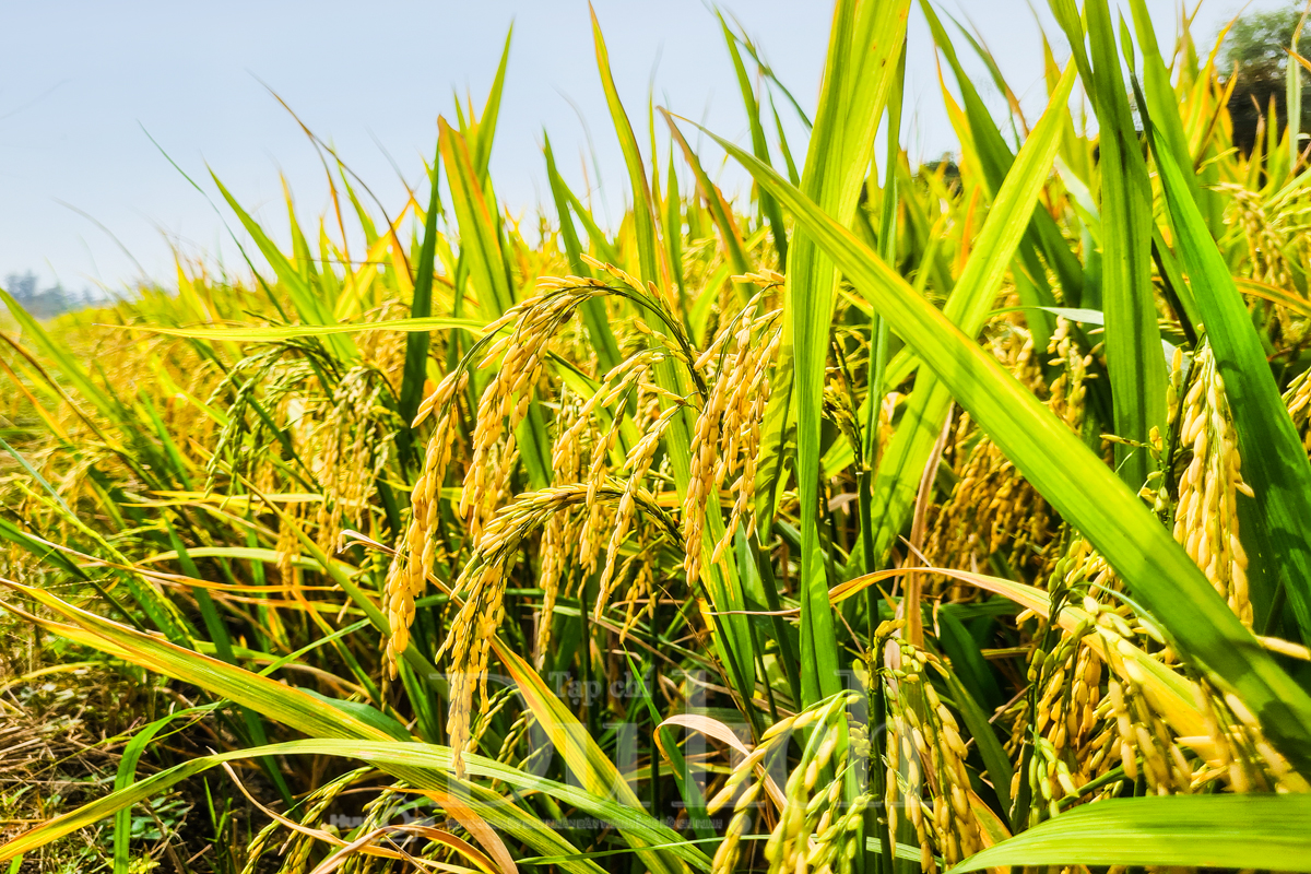 Về Tân Nhựt phấn khích chuyến săn chuột đồng mùa lúa chín - 3