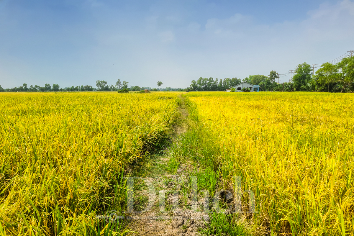 Về Tân Nhựt phấn khích chuyến săn chuột đồng mùa lúa chín - 2