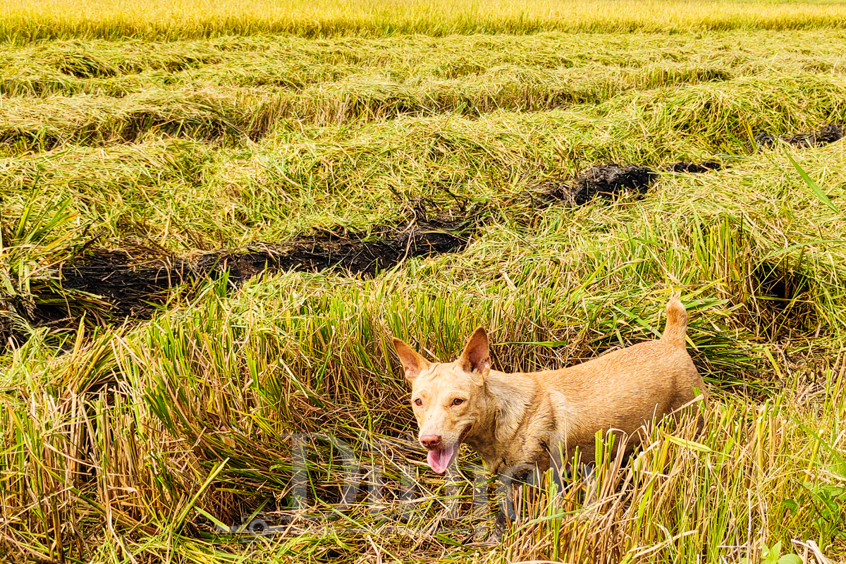 Về Tân Nhựt phấn khích chuyến săn chuột đồng mùa lúa chín - 11