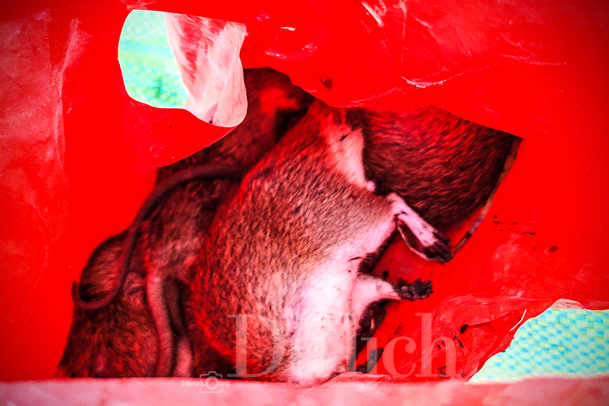 Về Tân Nhựt phấn khích chuyến săn chuột đồng mùa lúa chín - 16