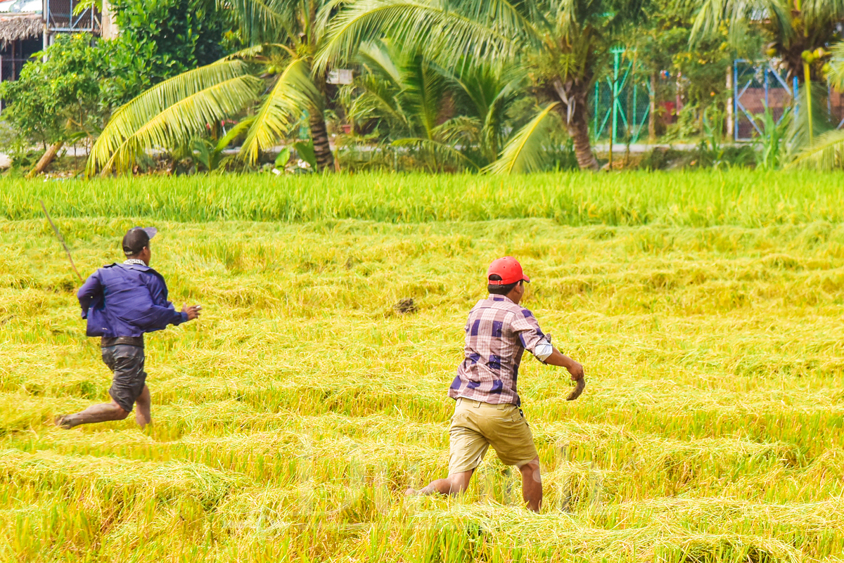 Về Tân Nhựt phấn khích chuyến săn chuột đồng mùa lúa chín - 13