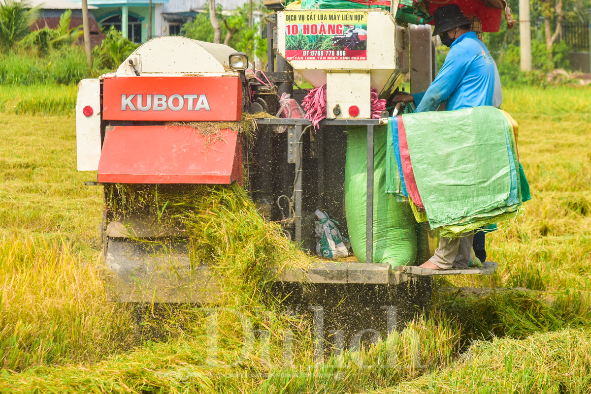 Về Tân Nhựt phấn khích chuyến săn chuột đồng mùa lúa chín - 7