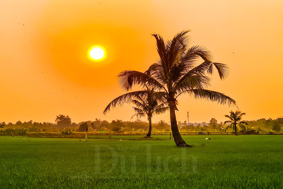 Về Tân Nhựt phấn khích chuyến săn chuột đồng mùa lúa chín - 18