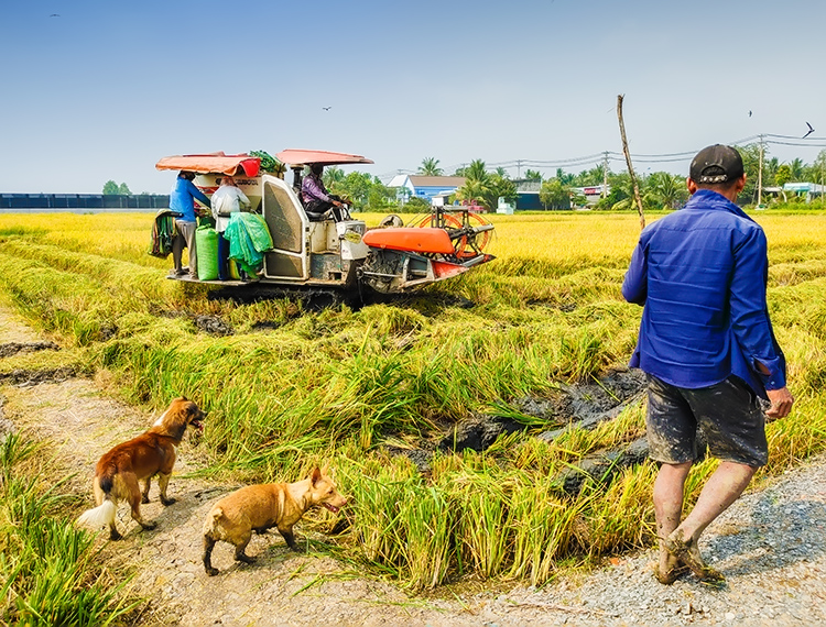 Về Tân Nhựt phấn khích chuyến săn chuột đồng mùa lúa chín