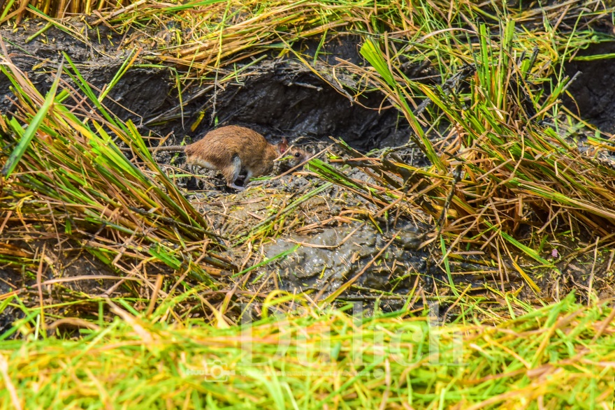 Về Tân Nhựt phấn khích chuyến săn chuột đồng mùa lúa chín - 14
