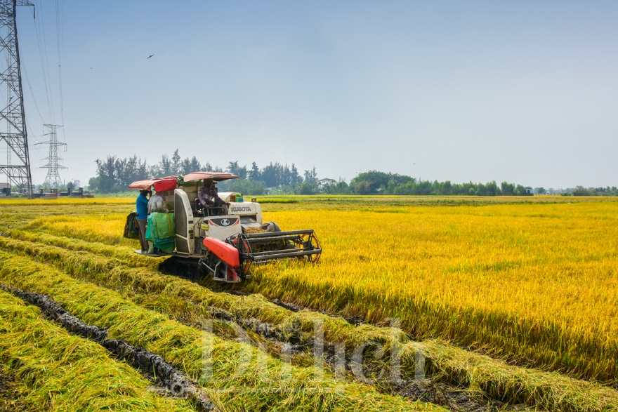 Về Tân Nhựt phấn khích chuyến săn chuột đồng mùa lúa chín - 5