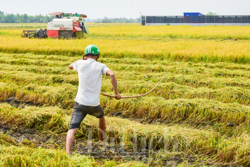 Về Tân Nhựt phấn khích chuyến săn chuột đồng mùa lúa chín - 12