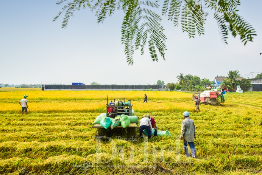 Về Tân Nhựt phấn khích chuyến săn chuột đồng mùa lúa chín - 4