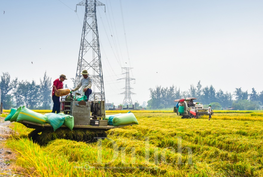 Về Tân Nhựt phấn khích chuyến săn chuột đồng mùa lúa chín - 8