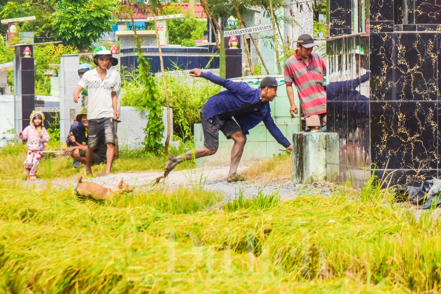 Về Tân Nhựt phấn khích chuyến săn chuột đồng mùa lúa chín - 15