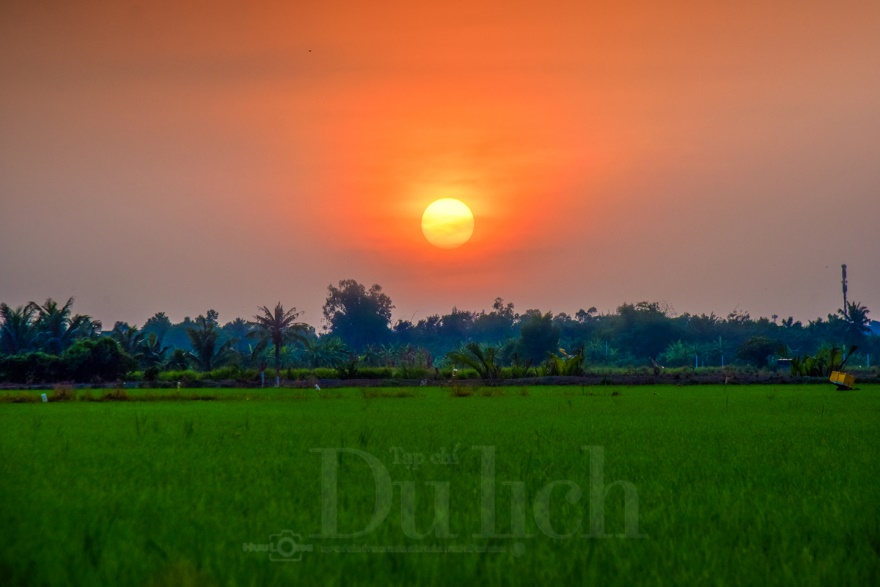 Về Tân Nhựt phấn khích chuyến săn chuột đồng mùa lúa chín - 1