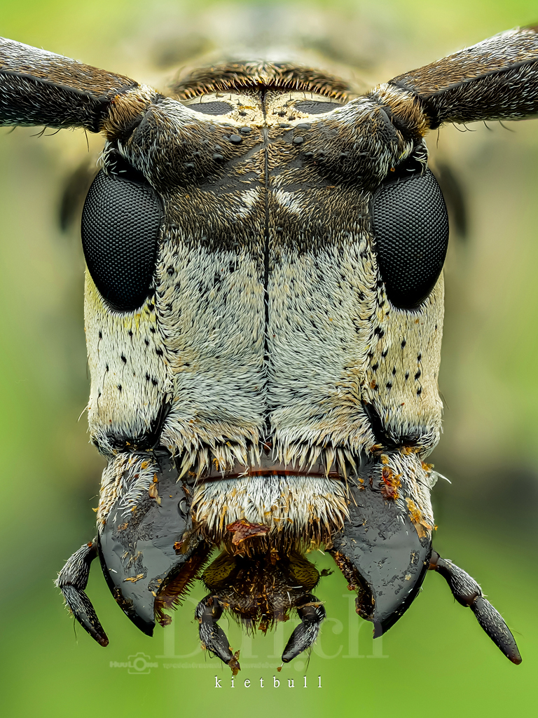 Thầy giáo tiếng Anh lạc vào vũ trụ siêu tí hon – chuyến du hành vào thế giới macro - 6