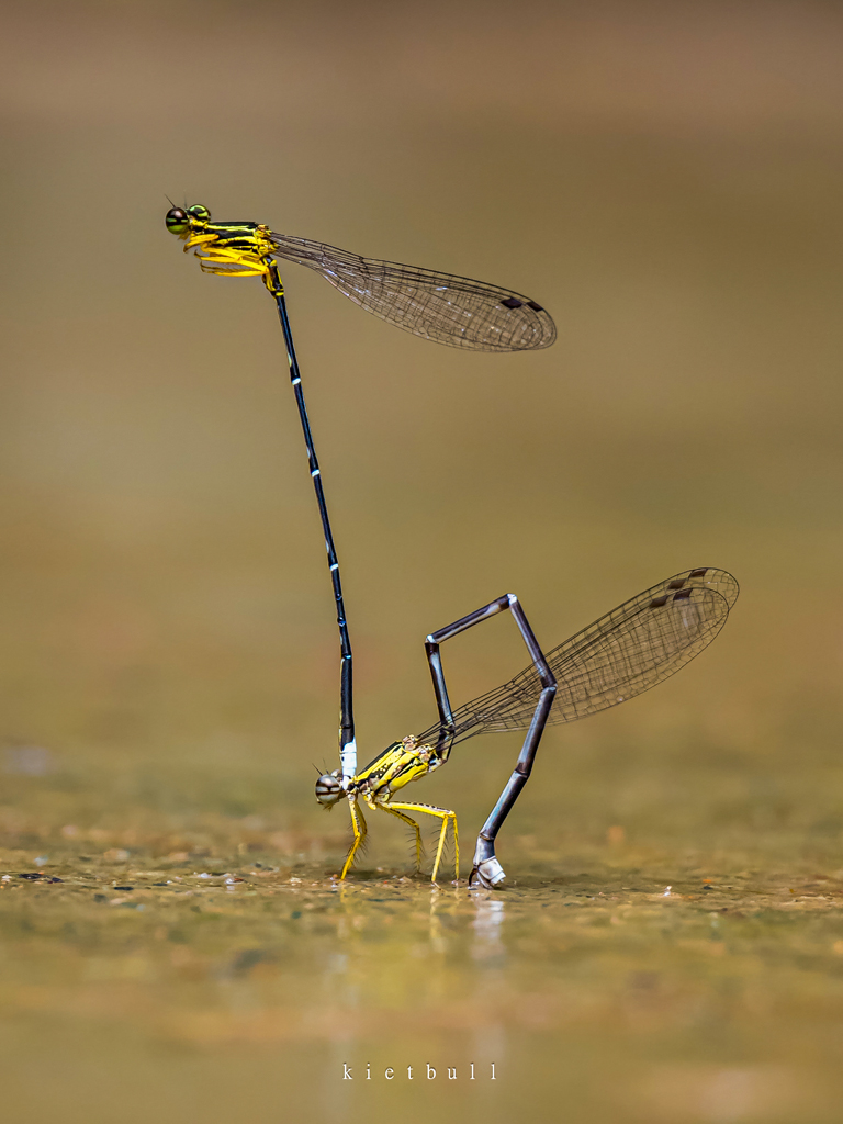 Thầy giáo tiếng Anh lạc vào vũ trụ siêu tí hon – chuyến du hành vào thế giới macro - 11