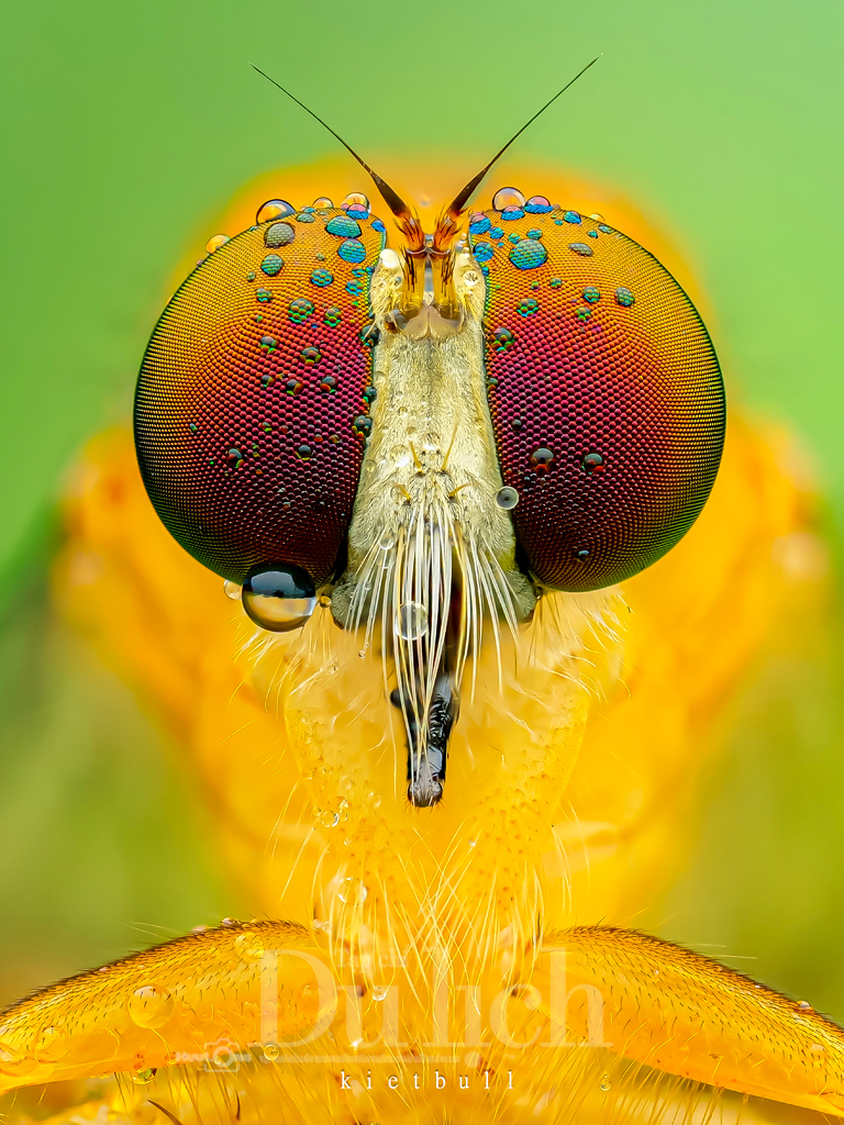 Thầy giáo tiếng Anh lạc vào vũ trụ siêu tí hon – chuyến du hành vào thế giới macro - 10