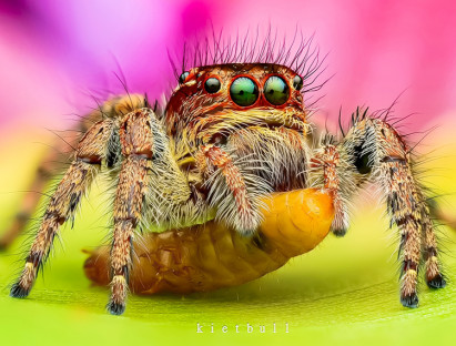  - Thầy giáo tiếng Anh lạc vào vũ trụ siêu tí hon – chuyến du hành vào thế giới macro